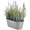 Haute Decor 10" Lavender In Galvanized Metal Pot